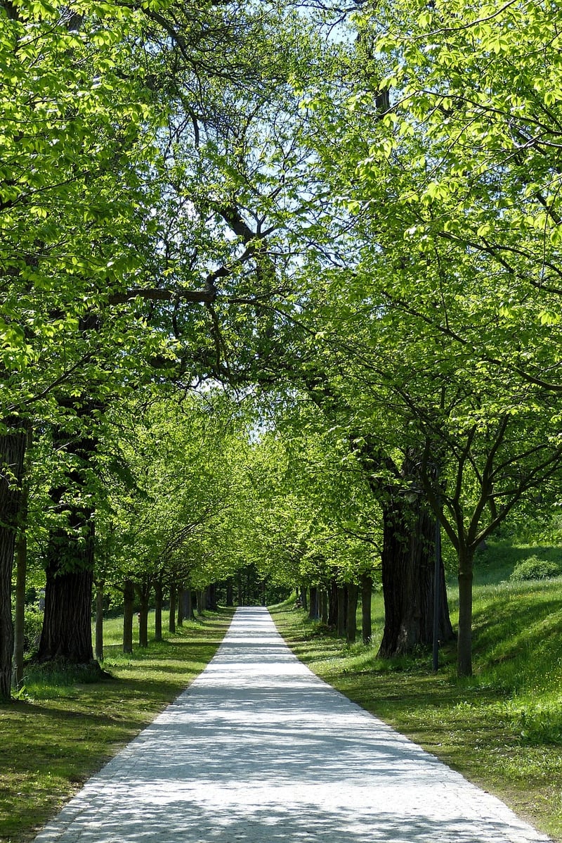 Nature Walk Meditation